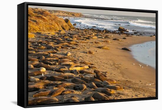 USA, California, Piedras Blancas. Elephant Seals Basking on Beach-Jaynes Gallery-Framed Stretched Canvas