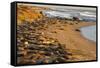 USA, California, Piedras Blancas. Elephant Seals Basking on Beach-Jaynes Gallery-Framed Stretched Canvas