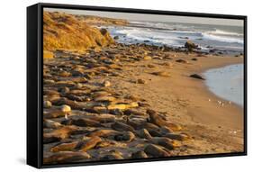 USA, California, Piedras Blancas. Elephant Seals Basking on Beach-Jaynes Gallery-Framed Stretched Canvas