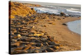 USA, California, Piedras Blancas. Elephant Seals Basking on Beach-Jaynes Gallery-Stretched Canvas