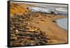 USA, California, Piedras Blancas. Elephant Seals Basking on Beach-Jaynes Gallery-Framed Stretched Canvas