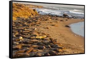 USA, California, Piedras Blancas. Elephant Seals Basking on Beach-Jaynes Gallery-Framed Stretched Canvas