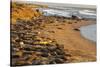 USA, California, Piedras Blancas. Elephant Seals Basking on Beach-Jaynes Gallery-Stretched Canvas