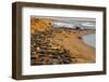 USA, California, Piedras Blancas. Elephant Seals Basking on Beach-Jaynes Gallery-Framed Photographic Print