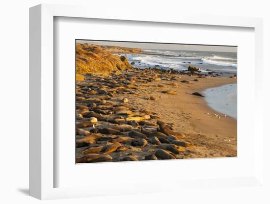 USA, California, Piedras Blancas. Elephant Seals Basking on Beach-Jaynes Gallery-Framed Photographic Print