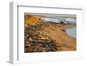 USA, California, Piedras Blancas. Elephant Seals Basking on Beach-Jaynes Gallery-Framed Photographic Print