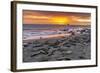 USA, California, Piedras Blancas. Elephant Seals on Beach at Sunset-Jaynes Gallery-Framed Photographic Print