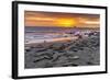 USA, California, Piedras Blancas. Elephant Seals on Beach at Sunset-Jaynes Gallery-Framed Photographic Print