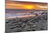 USA, California, Piedras Blancas. Elephant Seals on Beach at Sunset-Jaynes Gallery-Mounted Photographic Print