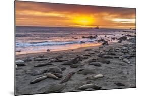 USA, California, Piedras Blancas. Elephant Seals on Beach at Sunset-Jaynes Gallery-Mounted Photographic Print