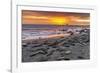USA, California, Piedras Blancas. Elephant Seals on Beach at Sunset-Jaynes Gallery-Framed Photographic Print