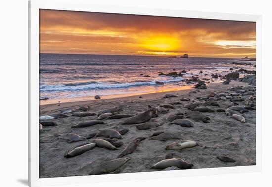 USA, California, Piedras Blancas. Elephant Seals on Beach at Sunset-Jaynes Gallery-Framed Photographic Print