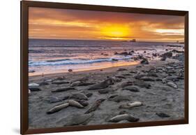 USA, California, Piedras Blancas. Elephant Seals on Beach at Sunset-Jaynes Gallery-Framed Photographic Print