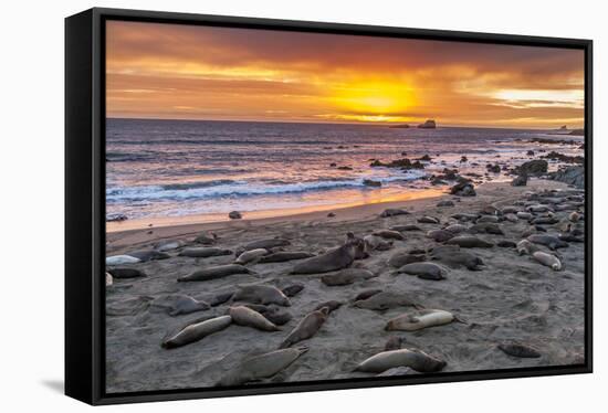 USA, California, Piedras Blancas. Elephant Seals on Beach at Sunset-Jaynes Gallery-Framed Stretched Canvas