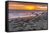 USA, California, Piedras Blancas. Elephant Seals on Beach at Sunset-Jaynes Gallery-Framed Stretched Canvas