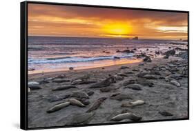 USA, California, Piedras Blancas. Elephant Seals on Beach at Sunset-Jaynes Gallery-Framed Stretched Canvas