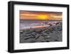 USA, California, Piedras Blancas. Elephant Seals on Beach at Sunset-Jaynes Gallery-Framed Photographic Print