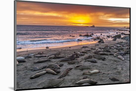 USA, California, Piedras Blancas. Elephant Seals on Beach at Sunset-Jaynes Gallery-Mounted Photographic Print