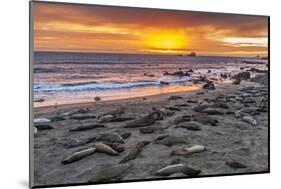 USA, California, Piedras Blancas. Elephant Seals on Beach at Sunset-Jaynes Gallery-Mounted Photographic Print