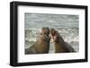 USA, California, Piedras Blancas. Elephant Seals Sparring on Beach-Jaynes Gallery-Framed Photographic Print