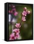 USA, California. Pink blooms on a tree near Chetch Hetchy valley.-Anna Miller-Framed Stretched Canvas