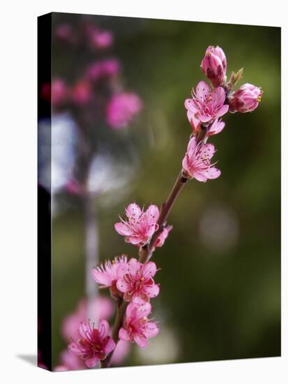 USA, California. Pink blooms on a tree near Chetch Hetchy valley.-Anna Miller-Stretched Canvas