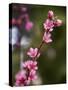 USA, California. Pink blooms on a tree near Chetch Hetchy valley.-Anna Miller-Stretched Canvas