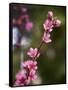 USA, California. Pink blooms on a tree near Chetch Hetchy valley.-Anna Miller-Framed Stretched Canvas