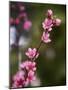 USA, California. Pink blooms on a tree near Chetch Hetchy valley.-Anna Miller-Mounted Photographic Print