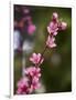 USA, California. Pink blooms on a tree near Chetch Hetchy valley.-Anna Miller-Framed Photographic Print