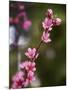 USA, California. Pink blooms on a tree near Chetch Hetchy valley.-Anna Miller-Mounted Photographic Print