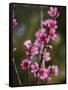 USA, California. Pink blooms on a tree near Chetch Hetchy valley.-Anna Miller-Framed Stretched Canvas