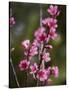 USA, California. Pink blooms on a tree near Chetch Hetchy valley.-Anna Miller-Stretched Canvas