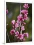 USA, California. Pink blooms on a tree near Chetch Hetchy valley.-Anna Miller-Framed Photographic Print