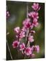 USA, California. Pink blooms on a tree near Chetch Hetchy valley.-Anna Miller-Mounted Photographic Print