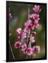 USA, California. Pink blooms on a tree near Chetch Hetchy valley.-Anna Miller-Framed Photographic Print
