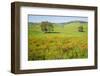 USA, California, Pinnacle National Park, California Poppies-Alison Jones-Framed Photographic Print