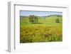 USA, California, Pinnacle National Park, California Poppies-Alison Jones-Framed Photographic Print