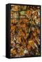 USA, California, Pismo Beach. Monarch Butterflies Cling to Leaves-Jaynes Gallery-Framed Stretched Canvas