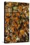 USA, California, Pismo Beach. Monarch Butterflies Cling to Leaves-Jaynes Gallery-Stretched Canvas