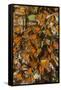 USA, California, Pismo Beach. Monarch Butterflies Cling to Leaves-Jaynes Gallery-Framed Stretched Canvas