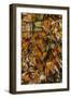 USA, California, Pismo Beach. Monarch Butterflies Cling to Leaves-Jaynes Gallery-Framed Photographic Print