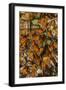 USA, California, Pismo Beach. Monarch Butterflies Cling to Leaves-Jaynes Gallery-Framed Photographic Print