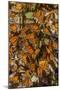 USA, California, Pismo Beach. Monarch Butterflies Cling to Leaves-Jaynes Gallery-Mounted Photographic Print