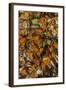 USA, California, Pismo Beach. Monarch Butterflies Cling to Leaves-Jaynes Gallery-Framed Photographic Print