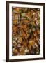 USA, California, Pismo Beach. Monarch Butterflies Cling to Leaves-Jaynes Gallery-Framed Photographic Print