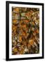 USA, California, Pismo Beach. Monarch Butterflies Cling to Leaves-Jaynes Gallery-Framed Photographic Print