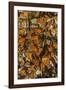 USA, California, Pismo Beach. Monarch Butterflies Cling to Leaves-Jaynes Gallery-Framed Photographic Print