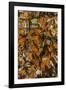 USA, California, Pismo Beach. Monarch Butterflies Cling to Leaves-Jaynes Gallery-Framed Photographic Print