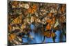 USA, California, Pismo Beach. Monarch Butterflies Cling to Leaves-Jaynes Gallery-Mounted Photographic Print